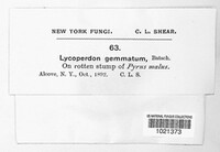 Lycoperdon perlatum image